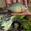 ﻿First record of two fish species (Actinopterygii) i ...