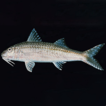 ﻿A new record of Upeneus pori (Actinopterygii: S ...