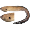 ﻿Two new records of moray eels representing g ...