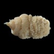 A new species of Sarcotaces (Copepoda: ...
