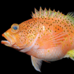 First equatorial records of four marine ...