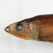 First specimen-based Taiwanese records ...