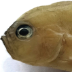 Discovery of a ribbon goby, Oxymetopon ...