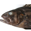A southward range extension of a wreckfish, ...