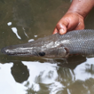 ﻿First record of exotic alligator gar, A ...